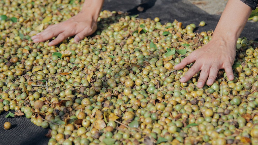 Copyrightt© 茶籽堂 / Jared Yeh