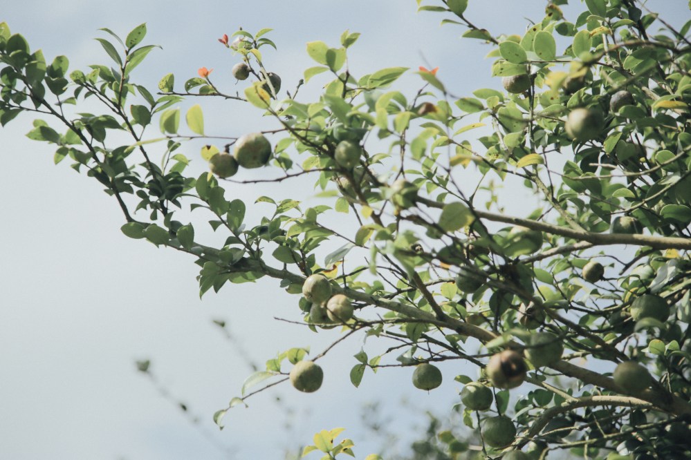 Copyrightt© 茶籽堂 / Jared Yeh