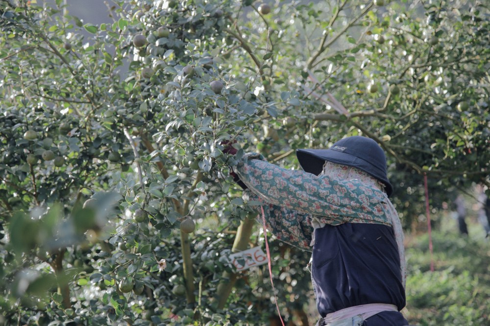 Copyrightt© 茶籽堂 / Jared Yeh