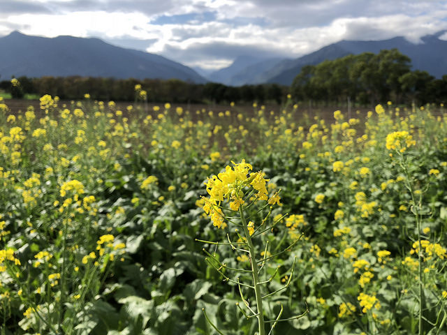 39977843494_3d7d9d9579_z