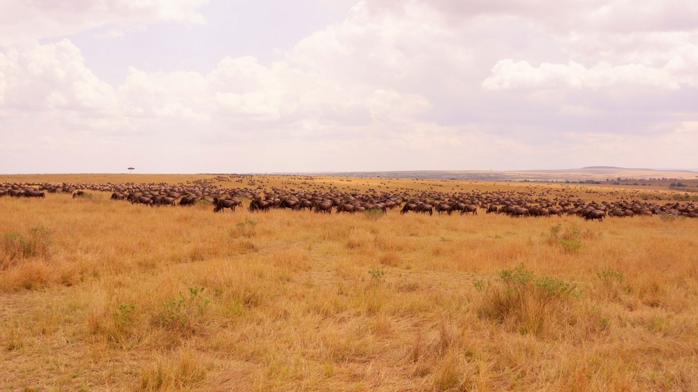 動物大遷徙就是整片的牛羚