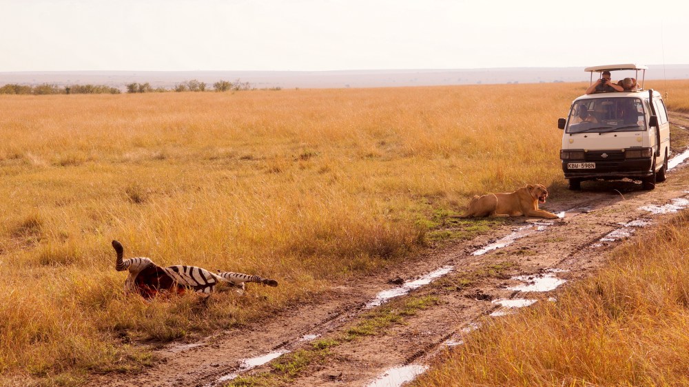 剛開完斑馬的姆斯 (?) 斑馬的肚子都被吃了 QQ