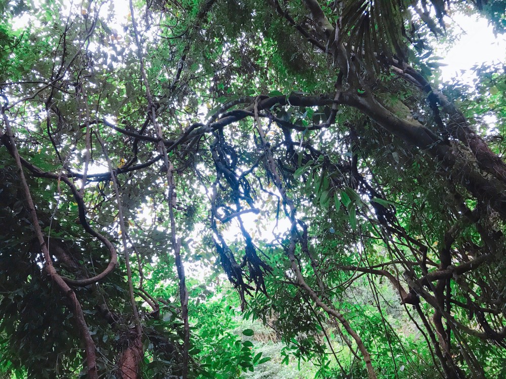 48423469_518746948532743_3281119220439449600_n