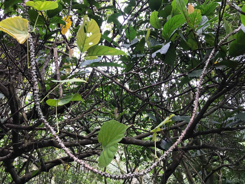 48427591_1122618501196343_3684838338012905472_n