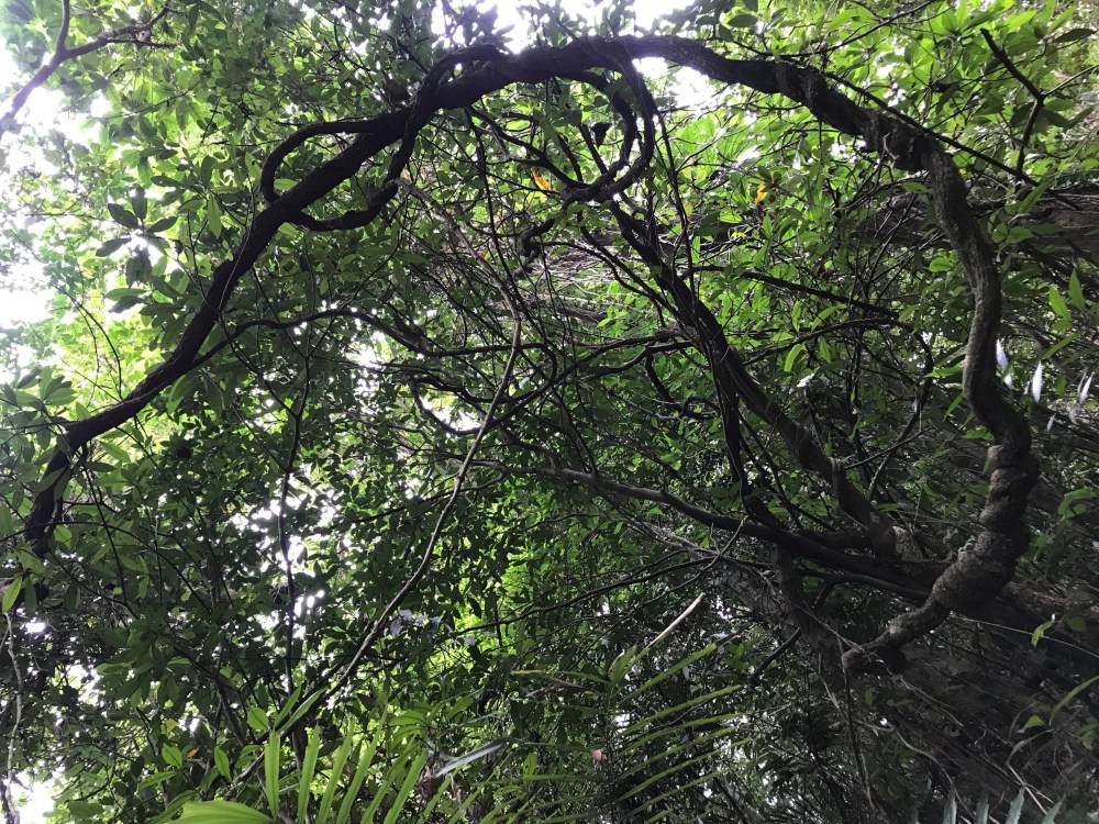 49071686_2361334564097402_7888450824928493568_n