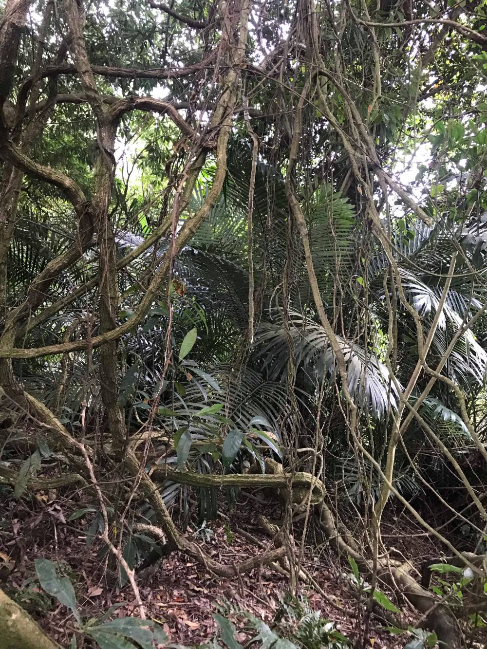 49372165_396920527711649_2820047269963759616_n