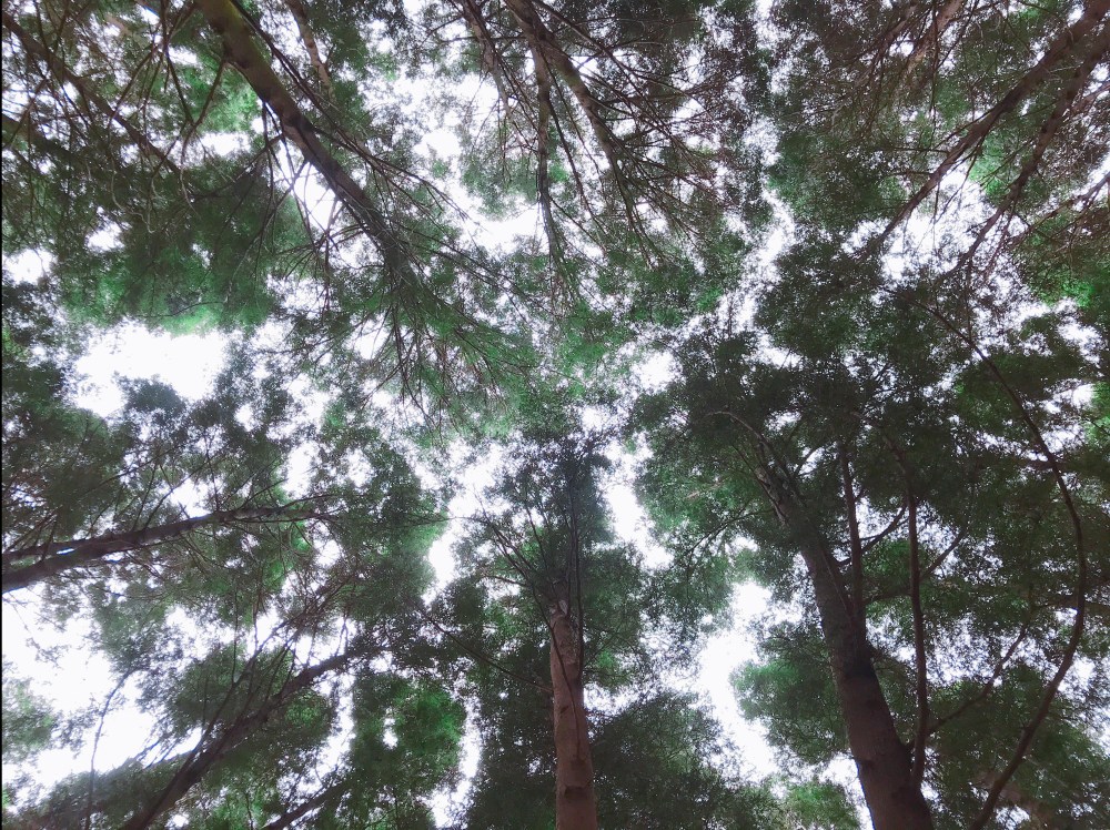 52071491_398299667407998_7431864658555830272_n