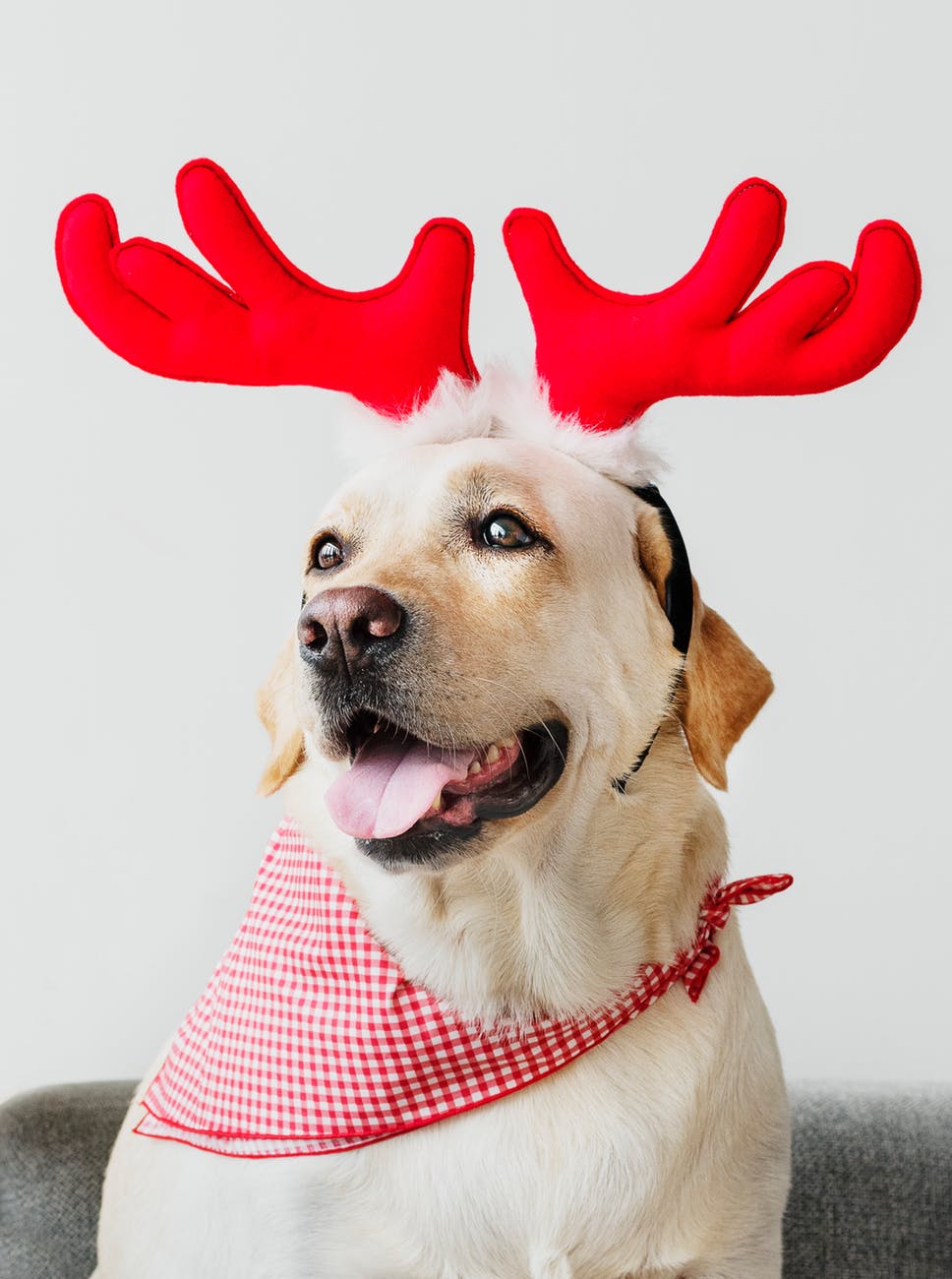 animal bandana canine close up