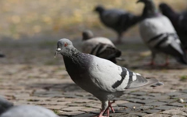 鴿子